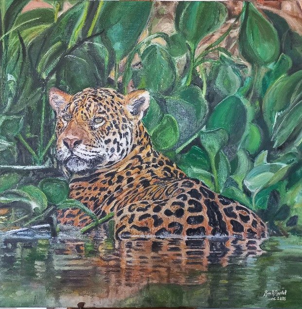 Jaguar dans le fleuve de l 'Orénoque au couché de soleil