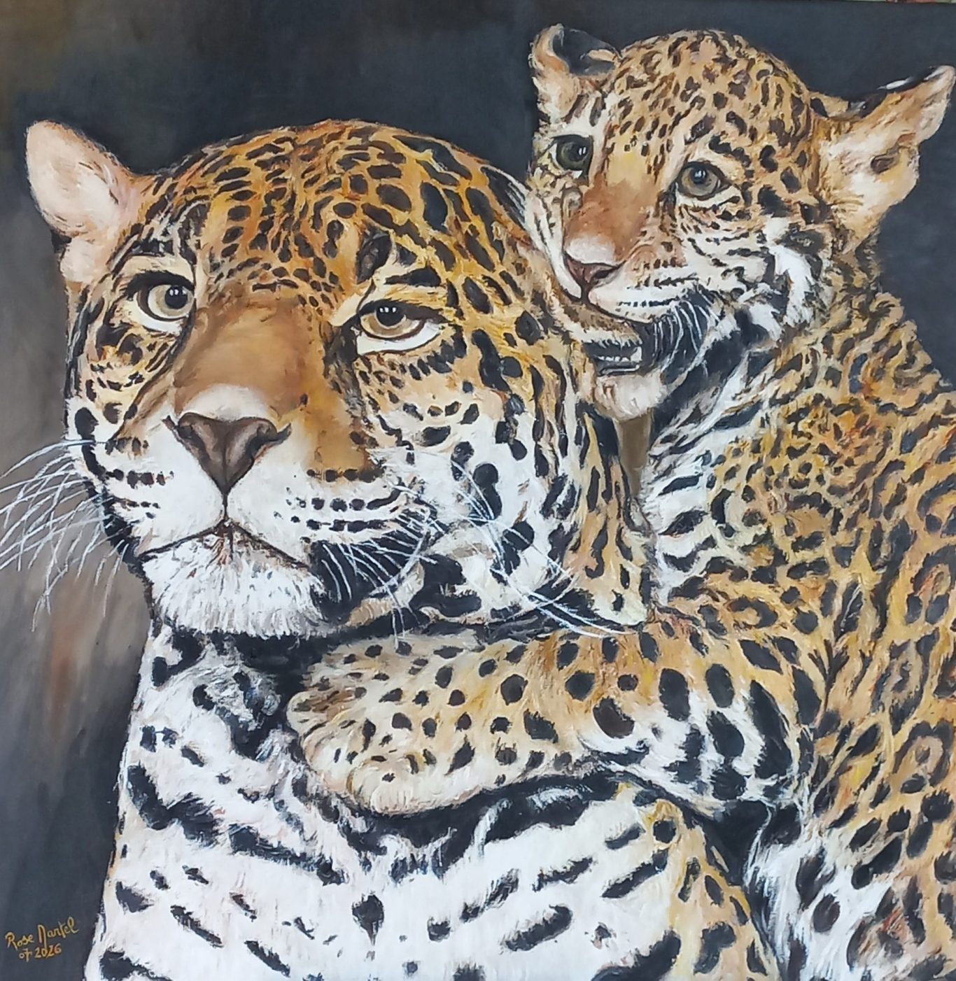 Jaguar dans le fleuve de l 'Orénoque au couché de soleil