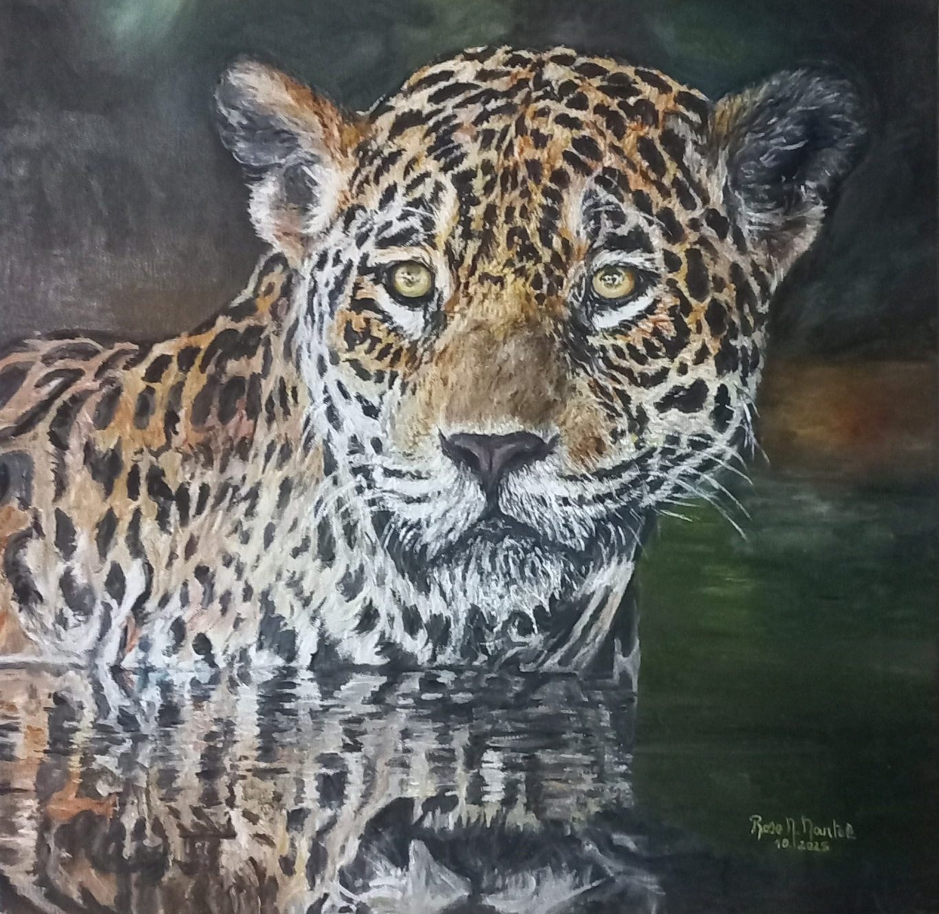 Jaguar dans le fleuve de l 'Orénoque au couché de soleil