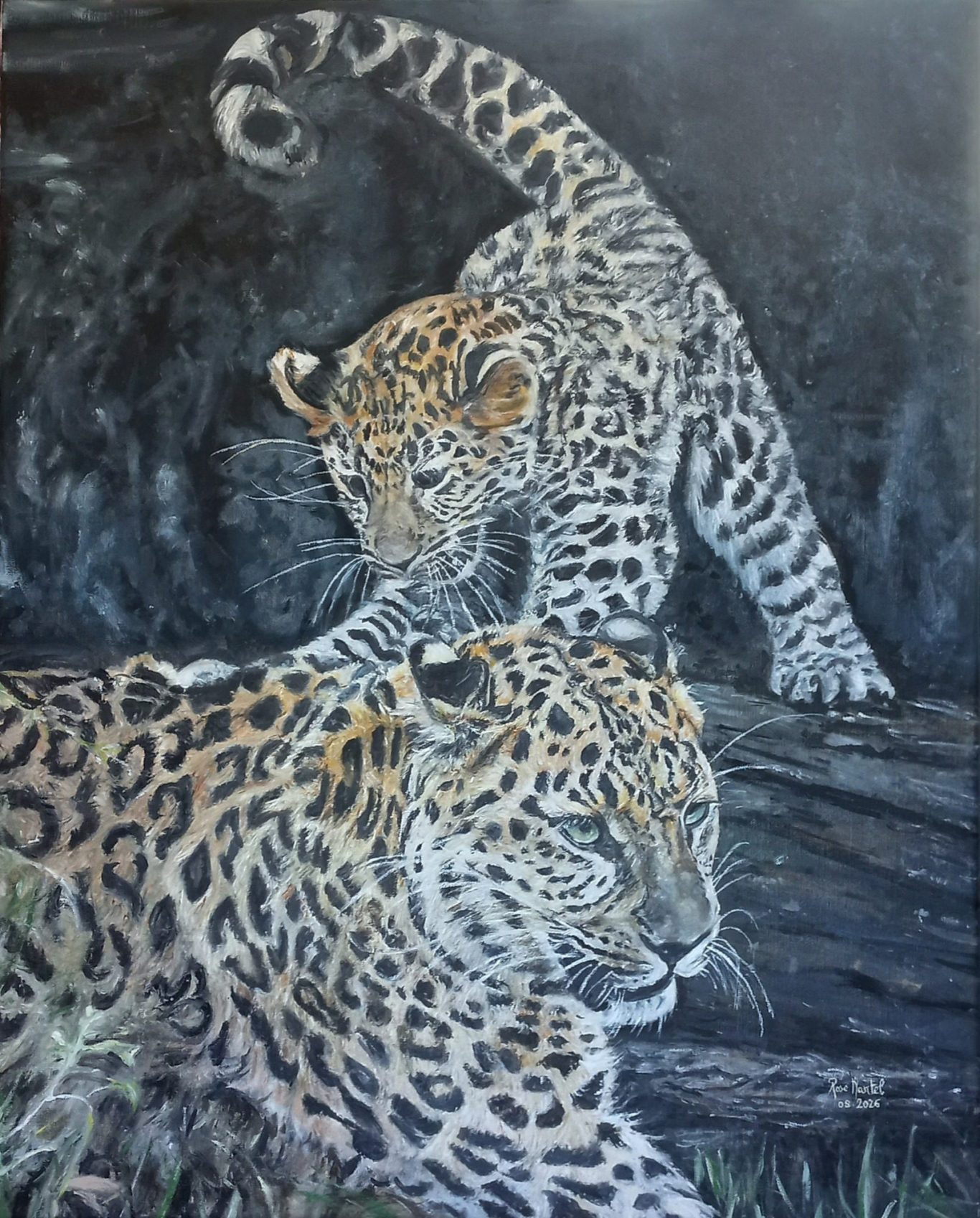 Jaguar dans le fleuve de l 'Orénoque au couché de soleil